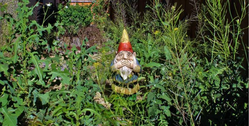 Top Weed Prevention Tips